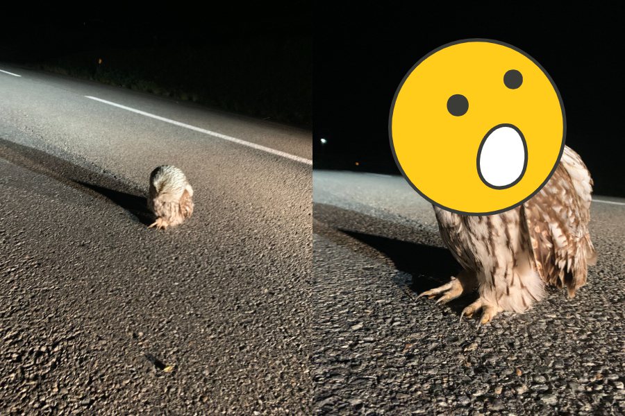 一名車主開車時赫然發現有隻貓頭鷹在馬路上睡覺。圖擷自推特/@sanzokukyotei