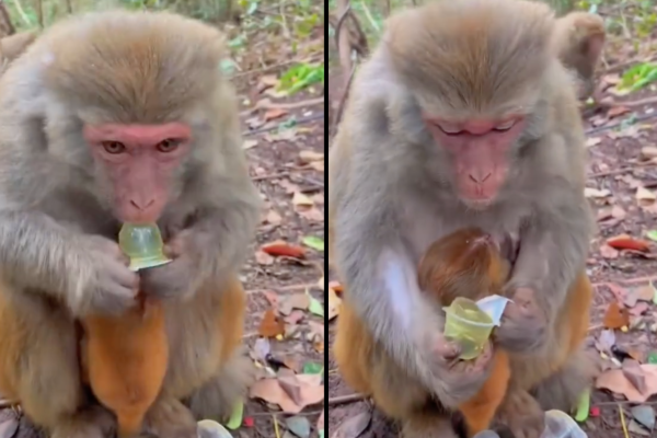 有網友分享一隻猴子利用「特殊方法」輕易就打開了果凍。圖/翻攝自微博