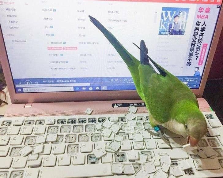 有網友分享筆電鍵盤被鸚鵡拆爆的可怕畫面。圖擷自臉書社團/動物梗圖星球