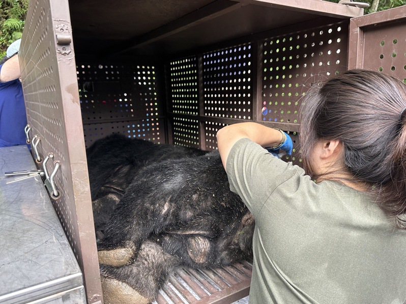 救援團隊將脫困的台灣黑熊，放入鐵籠內帶下山，送往野灣野生動物保育協會動物收容中心，做後續治療。圖／台東林管處提供