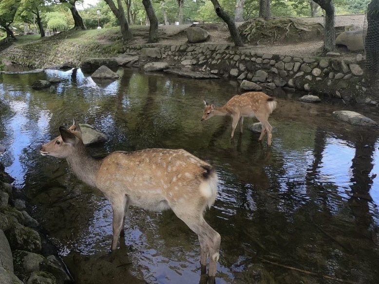觀光客喜歡到奈良公園餵鹿。記者李青縈／攝影