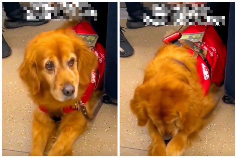 導盲犬搭地鐵遭到其他乘客不客氣斥責，狗狗感受到對方的惡意，嚇得低頭搓手手不知所措。圖取自微博