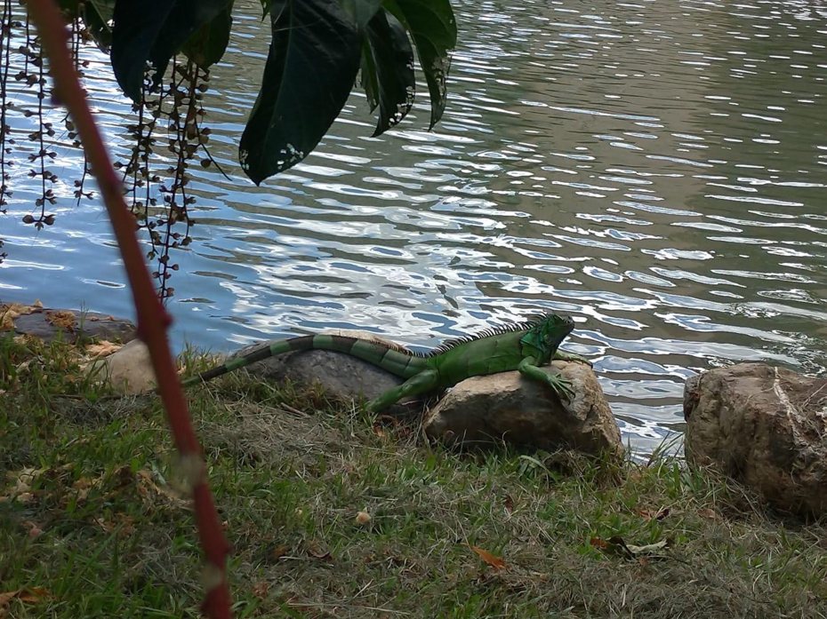 台中市中興大學出現多隻綠鬣蜥，讓民眾及學生不敢靠近。圖／羅廷瑋偉提供
