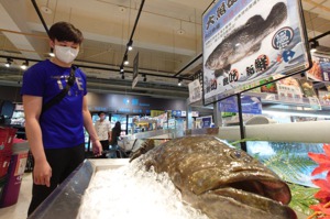 服貿重啟爭議再起，被視為「前菜、小菜」跟「糖衣毒藥」的ECFA繼續存在。圖為台灣的石斑魚遭到中國大陸海關下令禁止進口，自6月13日起實施，成為ECFA早收清單的18個農漁產品中的首例。圖／聯合報系資料照片