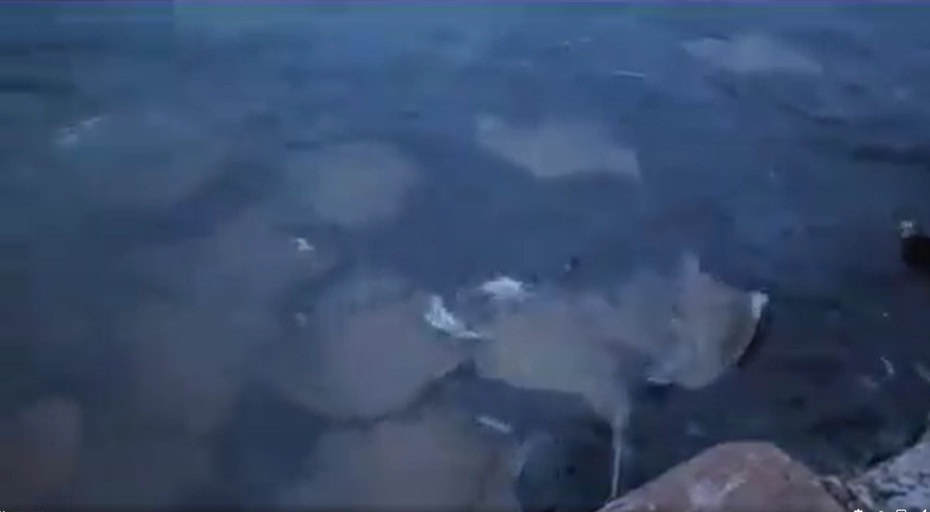 最近在臉書上瘋傳一段影片，一群被稱為「魔鬼魚」的魟魚大量出沒在海岸邊，當地人認為這是可怕的凶兆，認為可能是海嘯來襲的前兆。 (圖/取自影片)