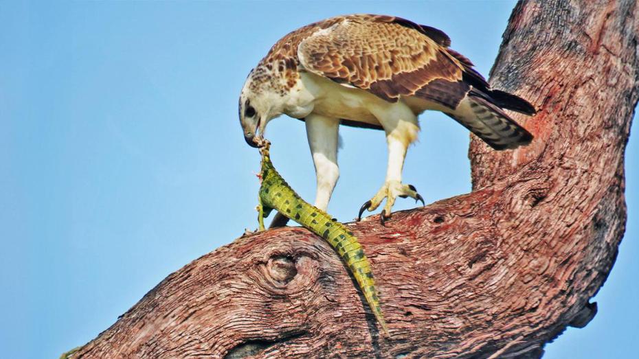 一名攝影師日前捕捉到驚人的畫面，他目擊非洲最大猛禽類「戰雕」從河中直接抓起鱷魚到樹上大快朵頤的模樣，充分讓在場所有遊客及攝影師見識到世界數一數二巨大的猛禽類的超強戰鬥力。 (圖/取自臉書)