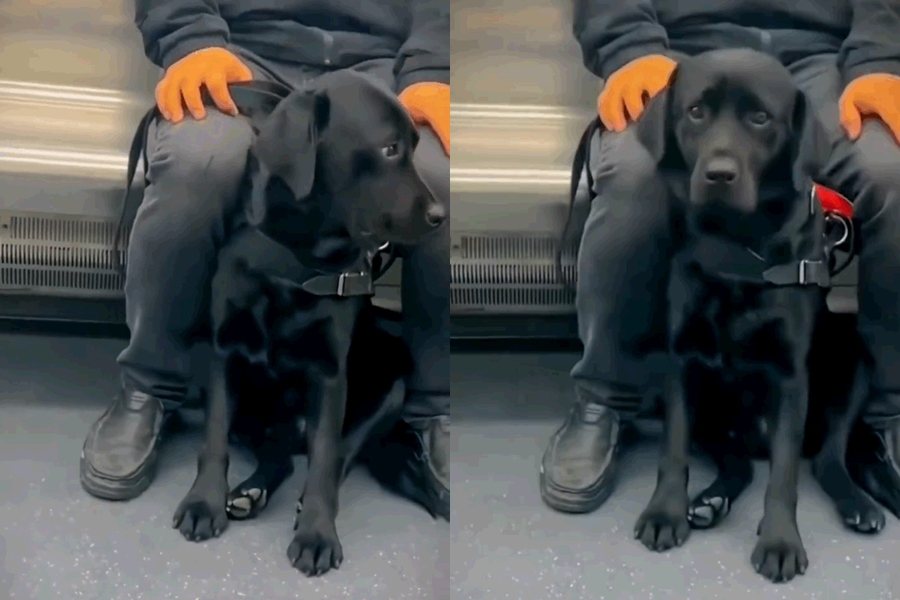 導盲犬在地鐵車廂動作小心翼翼，似乎深怕打擾到其他乘客。圖擷自微博