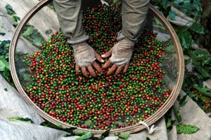 聖嬰現象所引發的劇烈天氣變化，預料將導致大宗商品價格震盪，國際咖啡豆價格已應聲漲到空前新高，糖價也上漲。路透