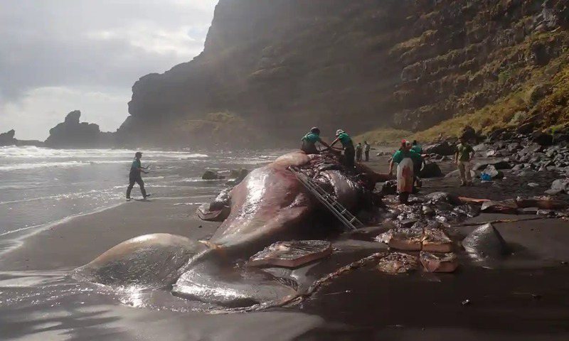 一隻被沖上岸的抹香鯨身體裡面有一顆奇怪的石頭，經過解剖後發現竟然價值高達1700萬台幣，讓動物學家相當驚訝。 (圖/取自臉書)