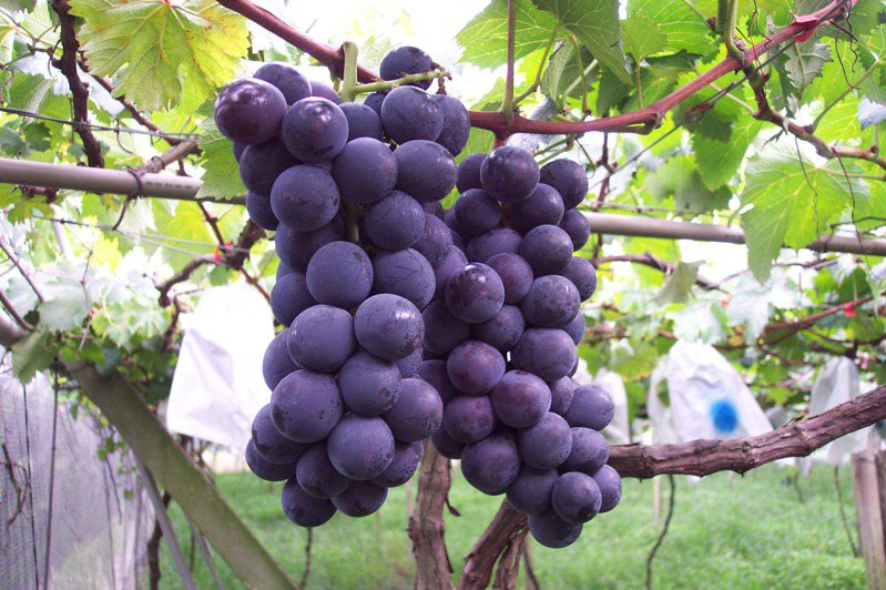南投縣甜度高達18度的黑紫玉葡萄，成為夏季最熱銷的品種，連續多年榮獲行政院農業委員會百大精品推薦。本報資料照片／記者黑中亮攝影