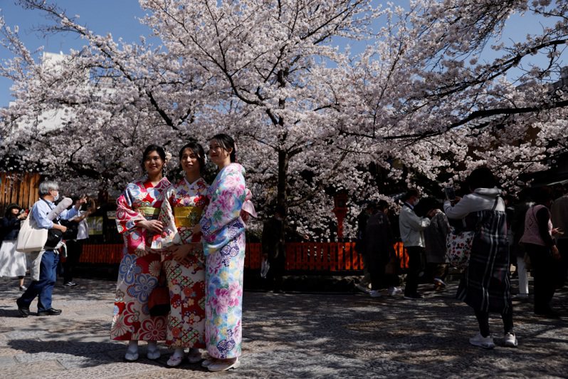 造訪日本京都的外國觀光客今年3月在祇園一棵櫻花樹下拍照。路透