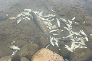 艾斯巴達公司1噸有毒廢液流入新竹縣鳳山溪，造成大量魚群暴斃。 圖／聯合報系資料照片