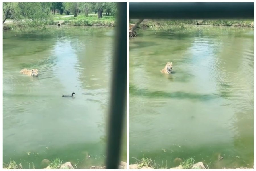老虎在湖裡慢慢游近鴨子，鴨子潛入水中，老虎不敢相信獵物怎會瞬間消失，一臉懵逼。圖取自微博