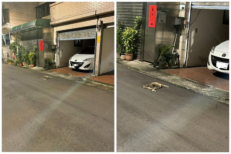 流浪貓攤在車庫前，整個身體扁平貼地的模樣讓人誤以為遭車輾過。圖取自臉書