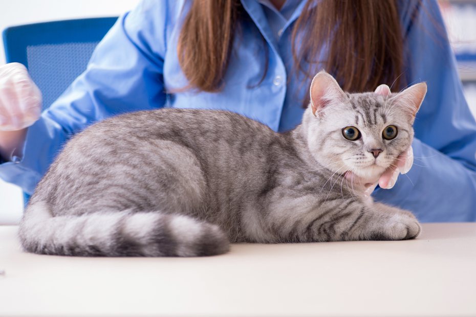 家裡貓咪嘔吐、厭食可能不是小問題，請盡速到醫院檢查。（圖/ ingimage）