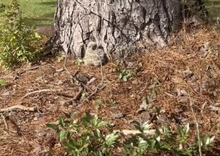 一名女子經過公園的時候，發現大樹樹根底下莫名長出了兩團毛球，這讓她覺得相當奇怪，認為這應該是受困的小動物，便通報給當地動保組織求援，動保人士趕到後才發現竟是一窩小貓頭鷹全部從巢中摔出來回不了家。 (圖/取自影片)