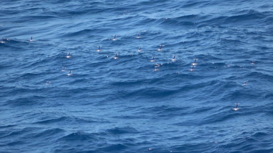 海洋上會飛的生物不多，但你見過這種生物也會飛嗎？一名網友在搭船旅行半路上看到好大一群不明生物飛出海面，牠們以相當高的速度在海面上飛翔，由於牠們飛得很靠近船邊，不少遊客便拿出照相機捕捉這罕見的畫面，沒想到竟是一群會飛的魷魚。 （圖／取自推特）