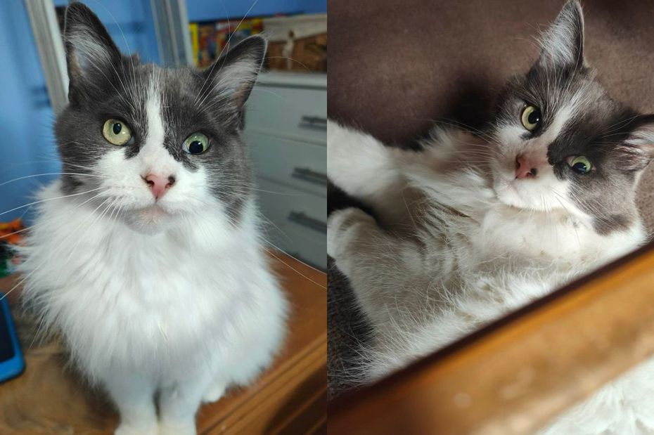 長毛貓「莉莉」（Lily）有著優雅的毛髮與美麗的橄欖色瞳孔。（圖／Paws and Whiskers Sussex UK - Dog and Cat Rescue）
