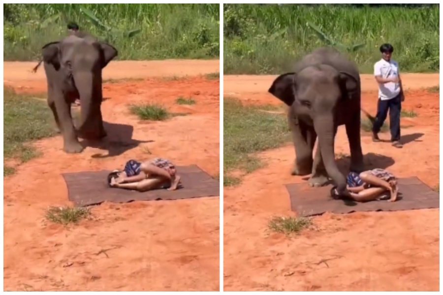 女子作勢跌在地上想看寵物小象的反應。圖取自微博