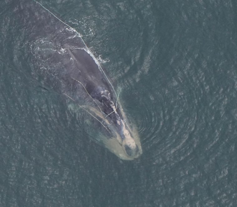 2022年9月21日，北大西洋露脊鯨「雪錐」（ Snow Cone）被發現時拖著...