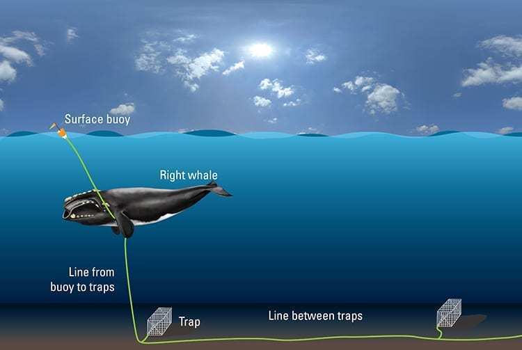 北大西洋露脊鯨被漁具繩索纏住的示意圖，有的鯨魚甚至拖著漁具數年。 圖片來源：<a...