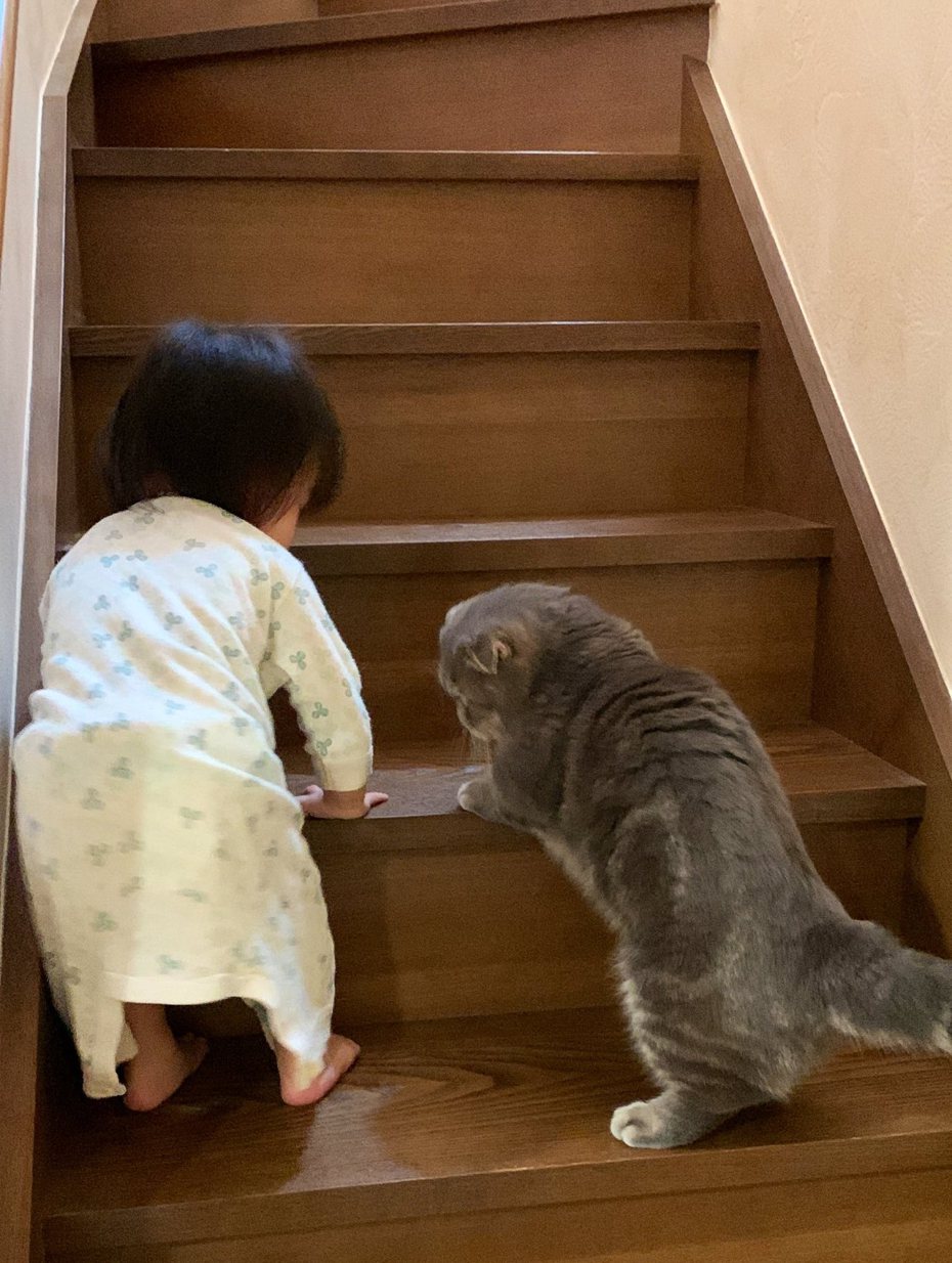 曼赤肯正在教小主人如何爬家裡樓梯。圖擷自推特/@takopi_cat