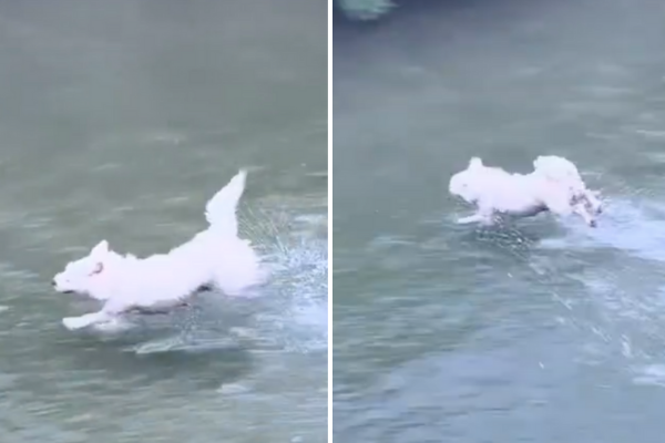 狗狗在水面上跳躍的方式彷彿練過輕功。圖/翻攝自微博
