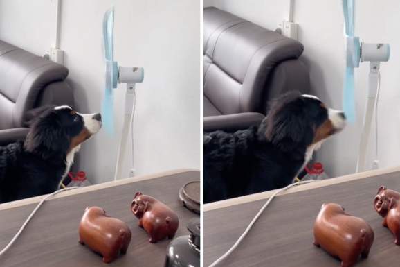 網友們表示對狗狗用鼻子跟風扇硬碰硬的行為無法理解。圖/翻攝自微博