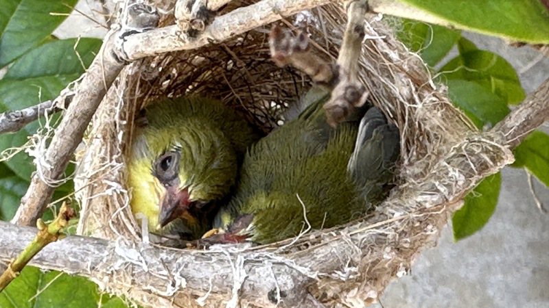 綠繡眼兩隻雛鳥逐漸長出羽毛。圖／陳小姐提供