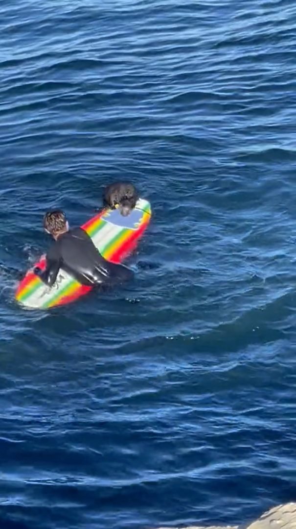 美國加州海岸最近出現一隻離奇騷擾衝浪客的海獺，牠會爬上衝浪板，不顧驅趕把板子霸道占住，甚至啃咬衝浪板。圖／取自推特