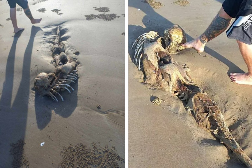 一名男子與友人在沙灘上遊玩時，發現一具形狀完整的美人魚骨骸，甚至還長出頭髮，超級清楚的直擊照在網路上瘋傳，不少網友相當好奇這到底是怎麼一回事。 (圖/取自影片)
