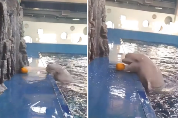 一隻白鯨用超聰明的方式撿到在池邊的球。圖/翻攝自微博