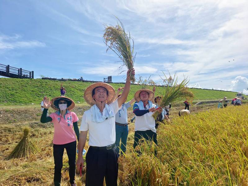 今年彩繪稻田收割的稻米約6500到7000台斤，較往年稍多，處理後將送往各長青食堂。圖／壯圍鄉公所提供