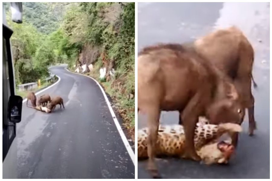 一隻成年花豹倒在路中央遭三隻野豬圍剿，毫無招架之力。圖取自YouTube