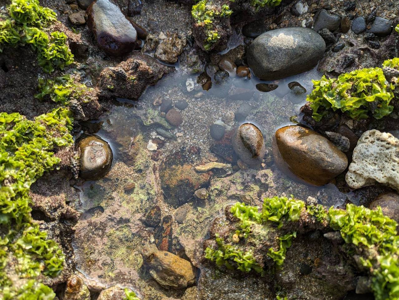 《退潮後是一小窟一小窟的小水漥，水好清澈，裡頭是游的超快的小魚兒們和很會躲的小螃蟹們》