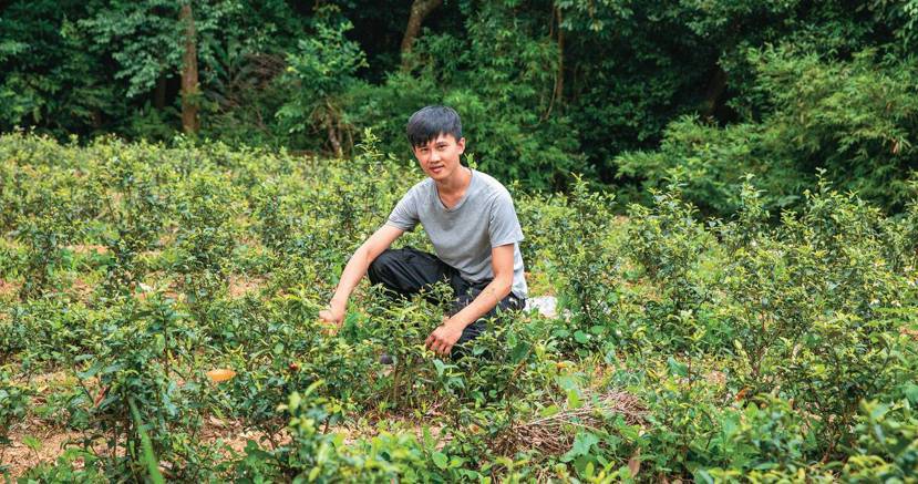青農製茶師張君誠在貓空地區耕作，從種茶到製茶都親力親為。 圖／翁睿坤攝影
