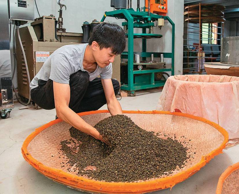 製茶師手工揀選和揉茶，是傳統製茶最大的特色。 圖／翁睿坤攝影