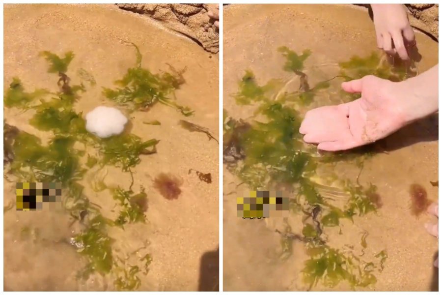 小朋友在沙灘撿到「稀有水母」還把牠放在水坑裡養著，真實身份令人噴飯。圖取自微博