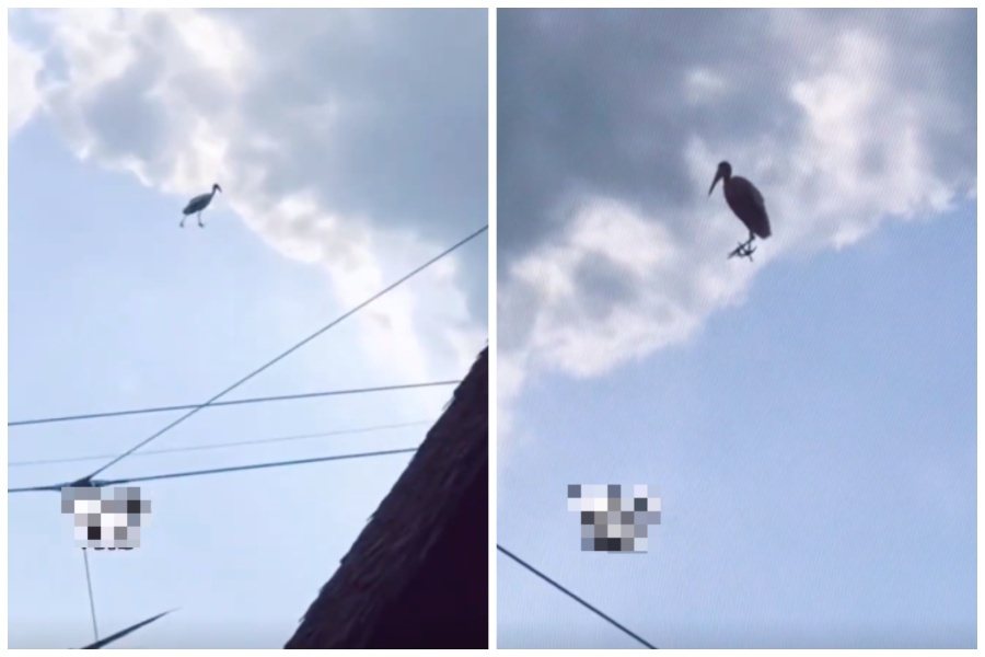 網友看到一隻類似白鷺或鶴的大鳥在空中漫步。圖取自微博