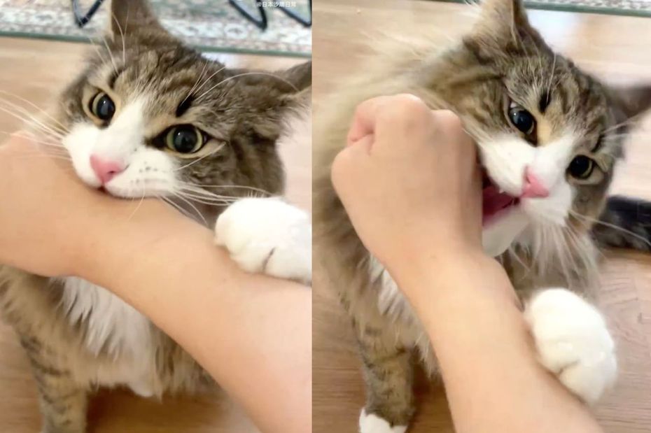 有名飼主因為去貓咪咖啡廳擼貓，而被家中愛貓「爆咬處罰」。（圖／翻攝自微博）