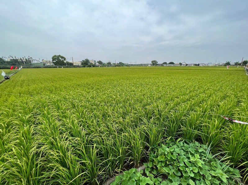 嘉義縣今年二期稻作停灌，8月中旬將受理農民申請補償。記者黃于凡／攝影