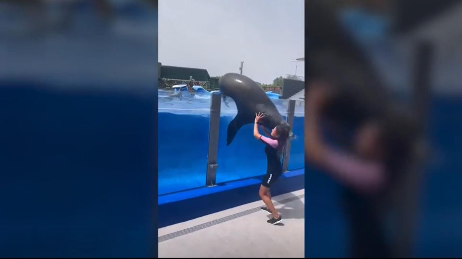 西班牙馬略卡島（Mallorca）一處水族館近日發生一起危險意外，一隻重達750磅（約340公斤）的海獅從泳池中游出，女工作人員直接被壓倒在地。截自YouTube影片