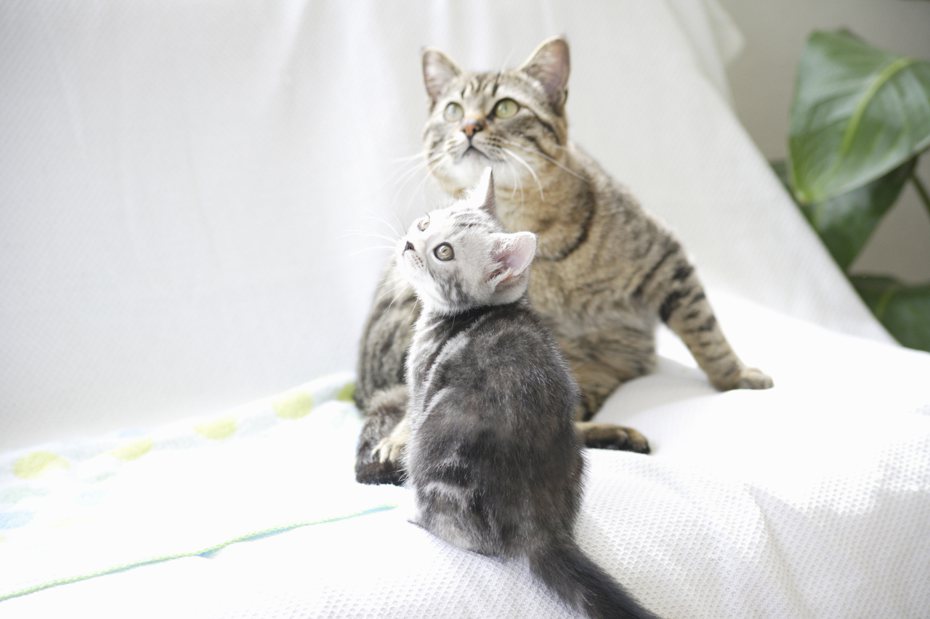 新貓進到多貓家庭中，先隔離才能觀察新貓是否有任何疾病。（圖/ ingimage）