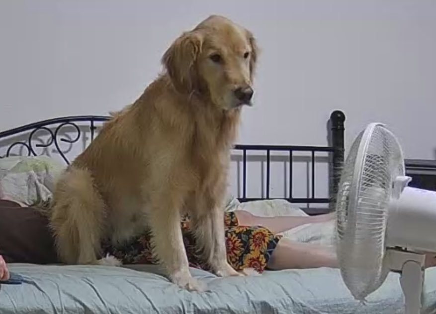 飼主看到阿金跳上床以為是要關心自己，結果是為了吹電風扇。圖擷自推特@0804_gr