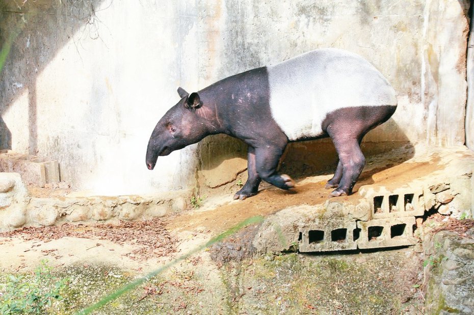 台北市立動物園今天傳出壞消息，園內來自捷克馬來貘「貘克」昨天下午不幸過世，園方發布聲明還原發病過程。圖／台北市立動物園提供