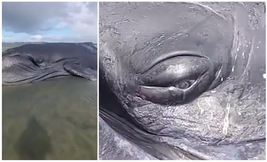 巴西東部海灘上日前驚見一隻體型龐大的座頭鯨擱淺，儘管動物專家動員人力試圖將牠拖回海中，但最終徒勞無功。圍觀民眾拍下牠似乎在嚥下最後一口氣前流下眼淚，場面令人心碎。圖／擷自每日郵報