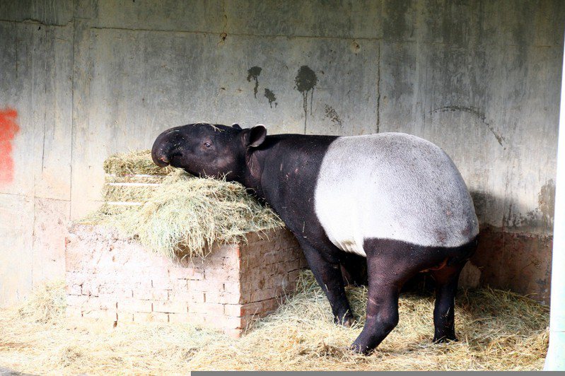馬來貘「貘克」昨天不幸死亡，台北市立動物園今指出，可能因為熱衰竭引起器官衰竭死亡，將解剖釐清死因。圖／台北市立動物園提供
