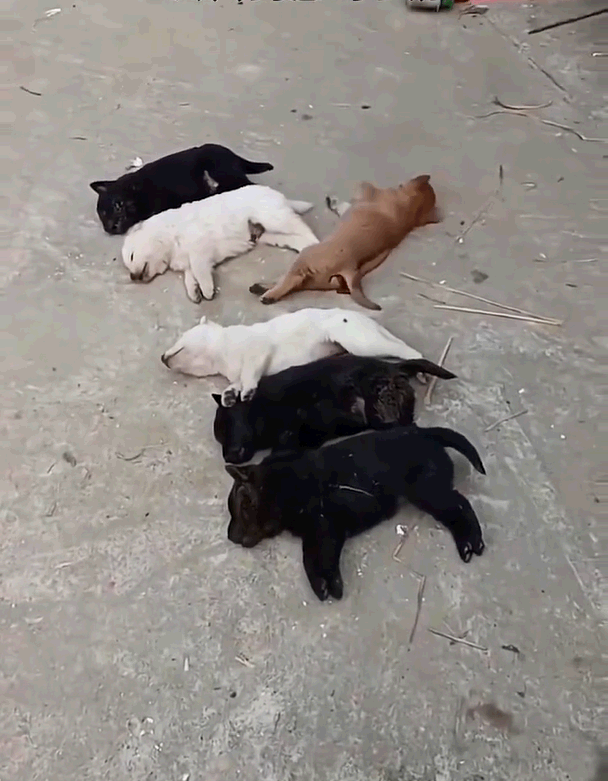 6隻小狗狗喝完奶後陸續出現異狀，最後不幸身亡。圖擷自微博
