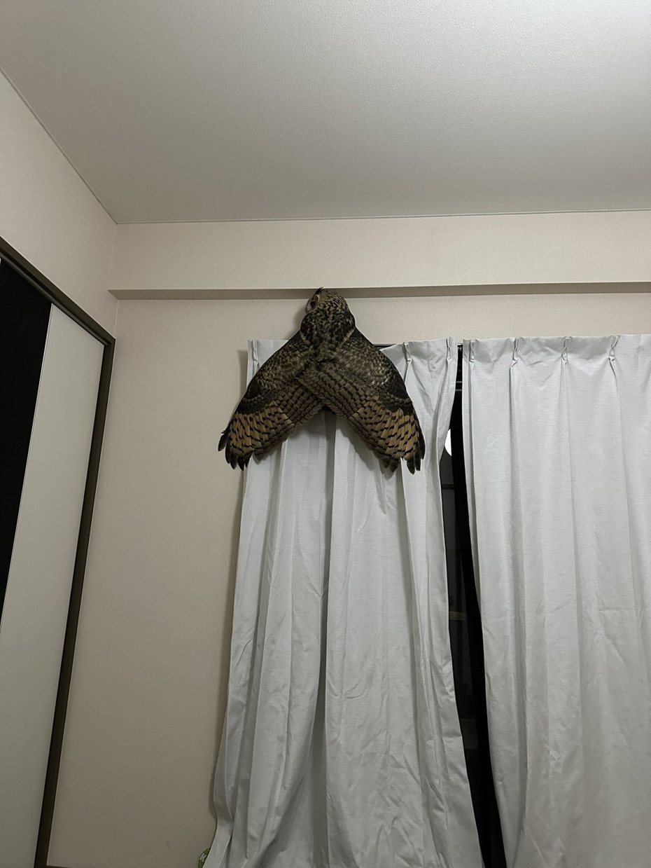 原PO以為家裡出現超大隻的蟬，冷靜一看才認出是自己養的貓頭鷹。圖擷自推特/@SiO2_ORio