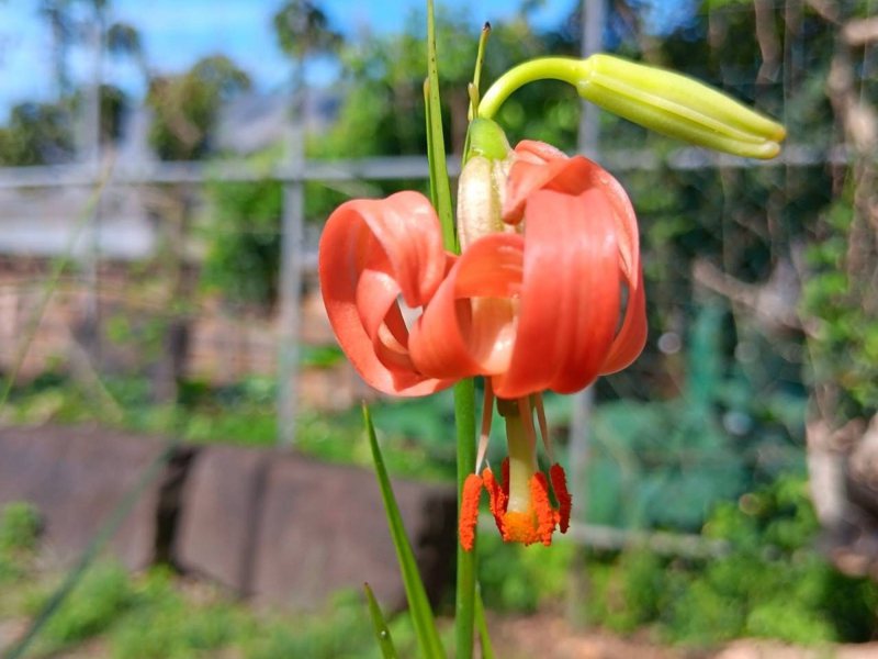 台灣原生種百合「細葉卷丹」培育，傳出開花的振奮消息，農業局也期待將成功因子複製，讓台灣原生種細葉卷丹的美被世界看見。 圖／紅樹林有線電視提供